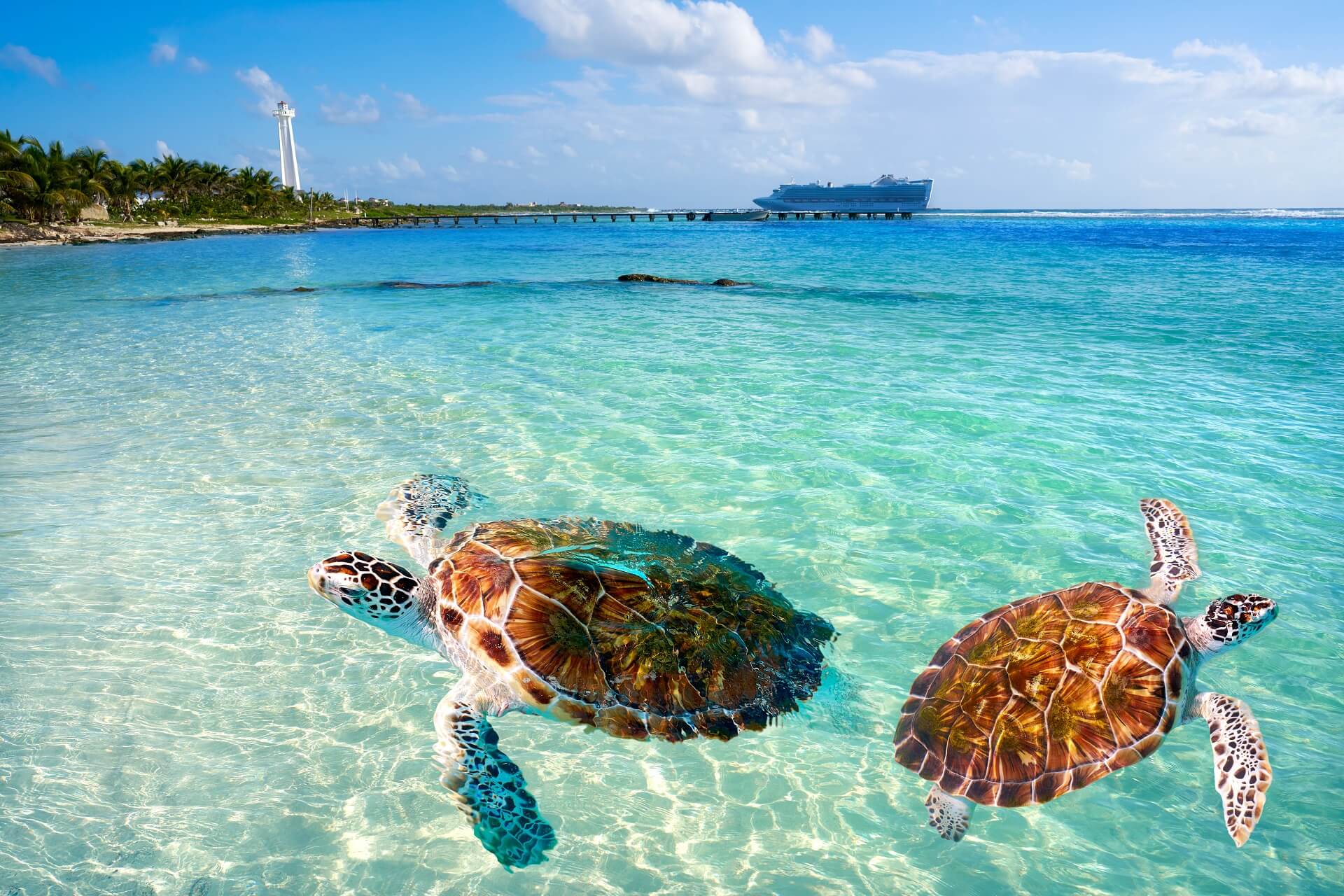 Costa-Maya-Turtles-Mexico234234