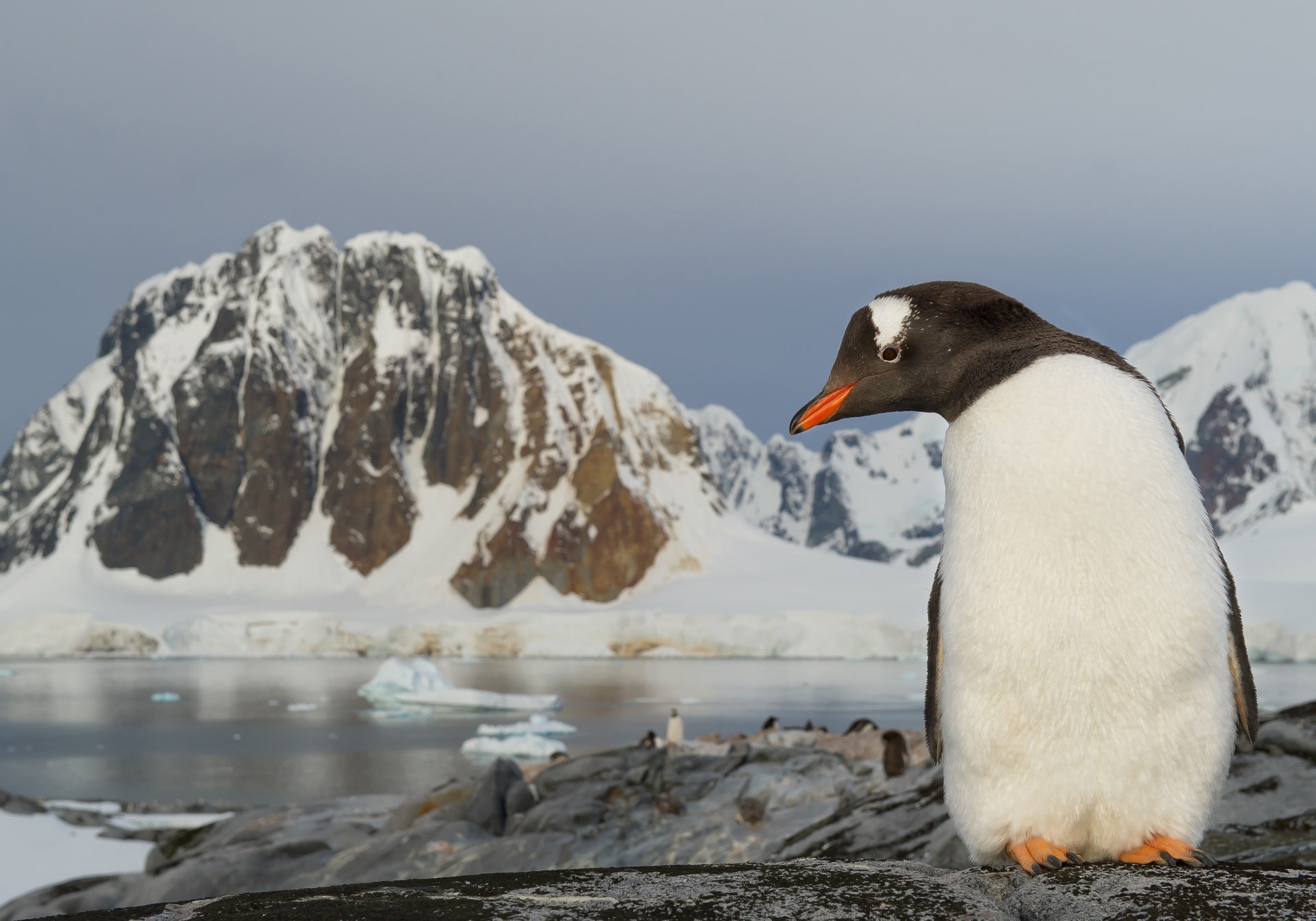 Antarctic-Peninsula-Penguin47675876
