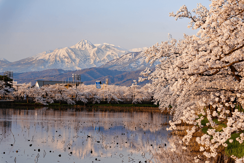 Niigata, Japan Blossom tree57554634