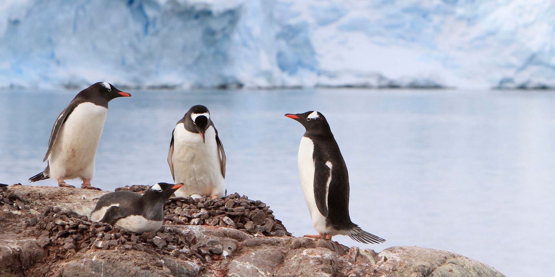 2500x12978950_daw054 Penguins