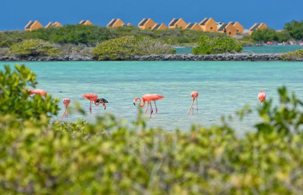 20Kralendijk, Bonaire flamingos
