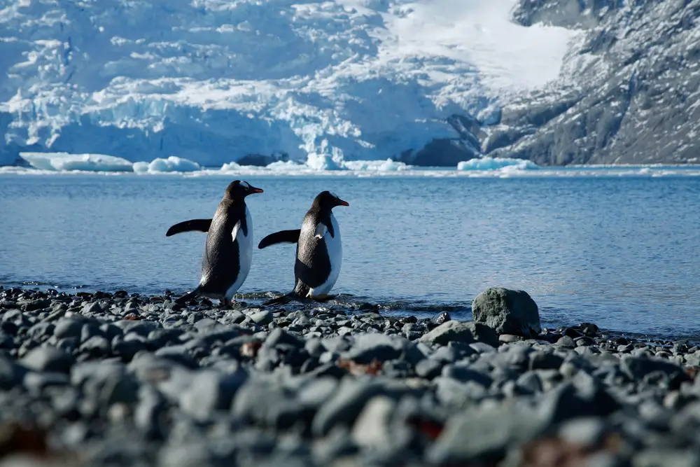 26Antartica_1199652592