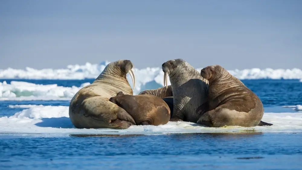 Svalbard_2176803337