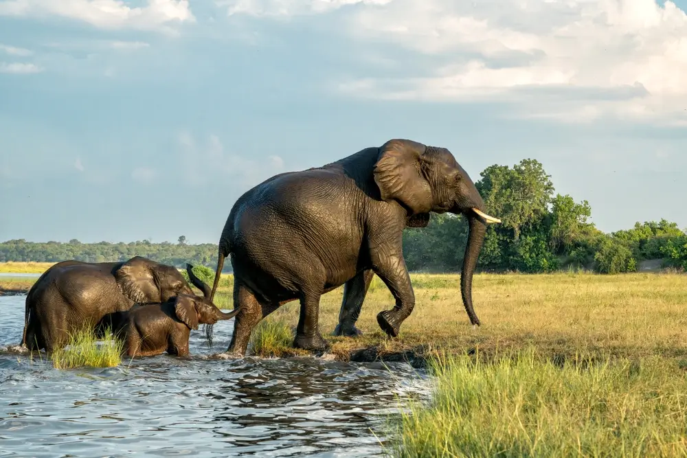 Chobe River_2452166035