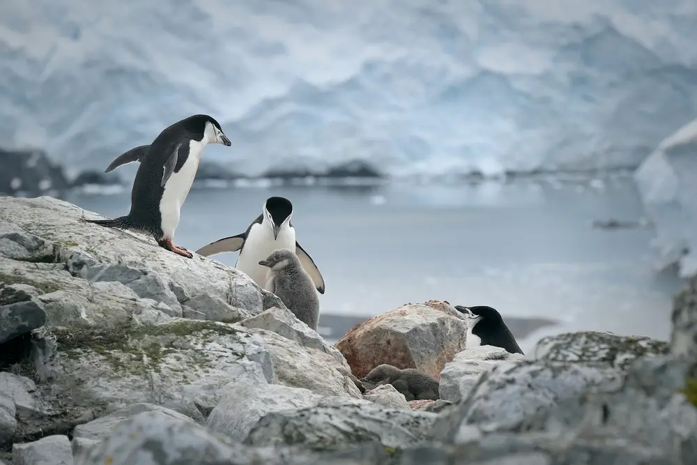 Antartica_2436445981