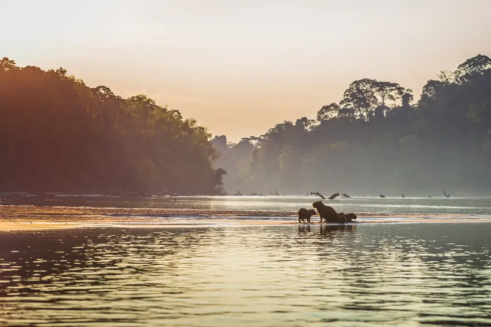 Amazon River_756299581