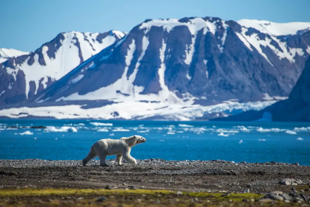 Svalbard1129595294
