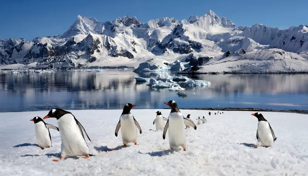 Penguins384615347