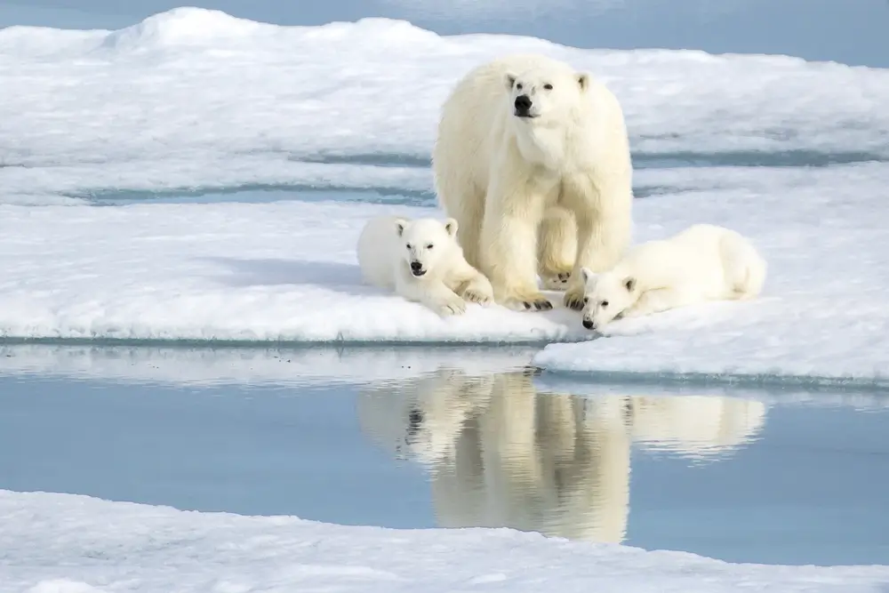 Spitsbergen_537639196