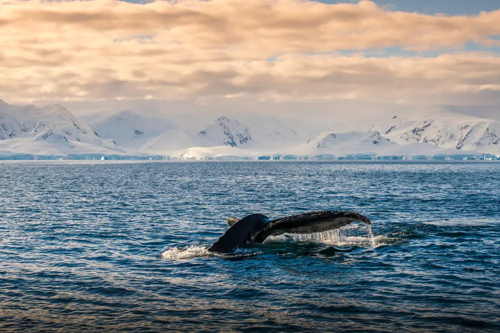 antartica_1921997294