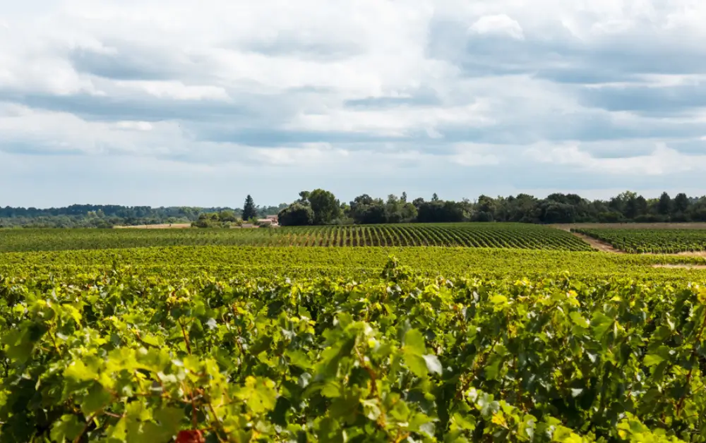Pauillac_1881542155-745745