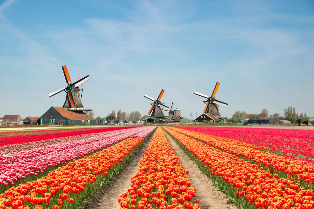 Keukenhof Gardens_1241421160