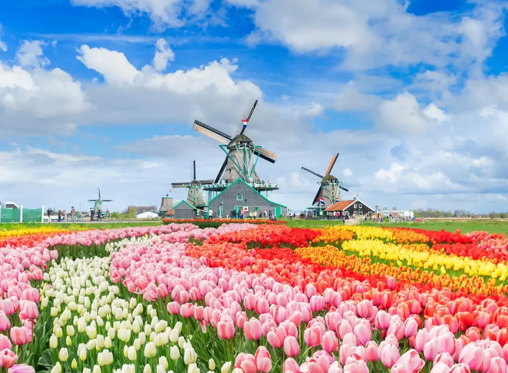 Zaandam_2430463771