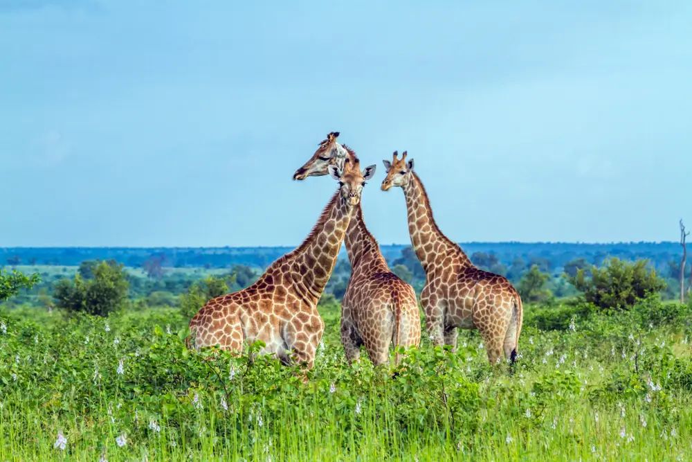 Mozambique_787882315