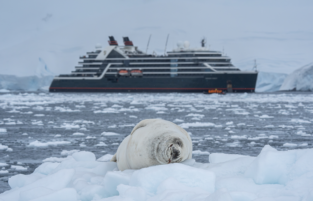 Antarctica-Borgen-Bay-3_PST, Seal_JShedwick_10Jan2025 1