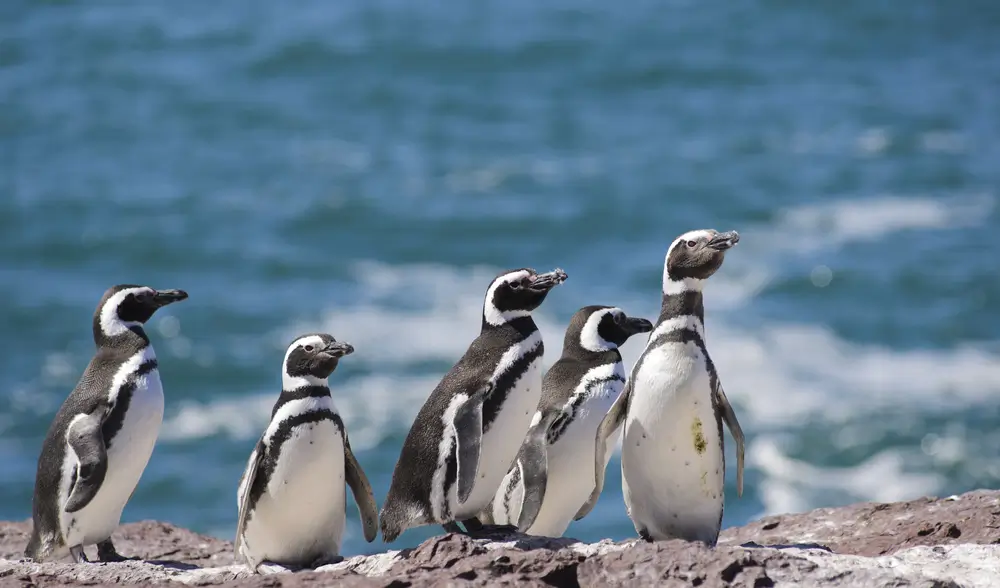 Puerto Madryn, Argentina_550205470