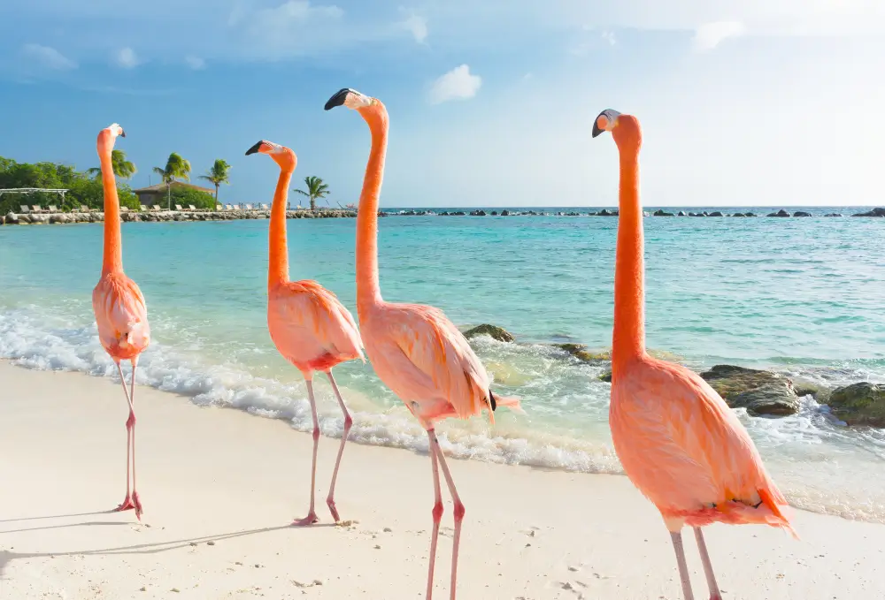 Curacao_1133574836