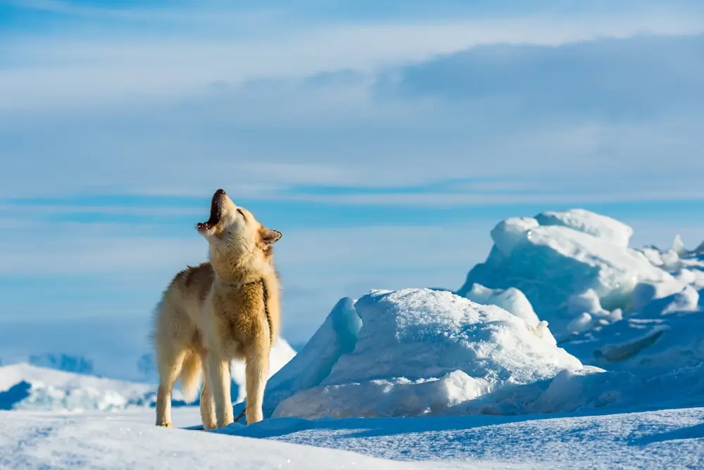 Greenland_2370104775